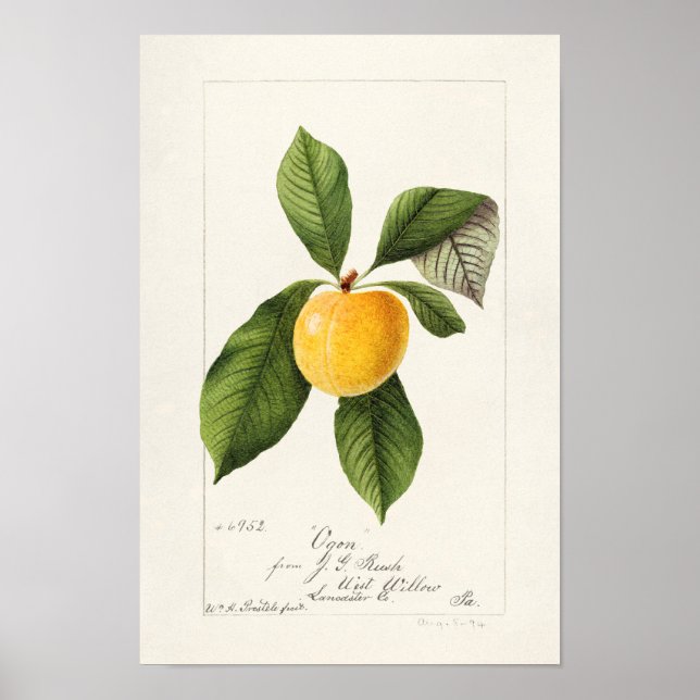 Poster Plum (Prunus Domestica) Peinture à l'aquarelle aux (Devant)