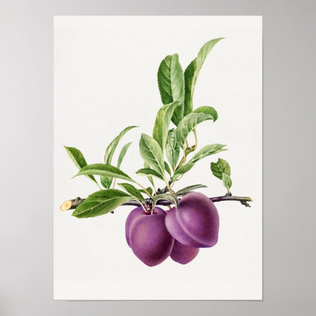 Poster Plum violet délicieux dans une peinture de branche (Devant)
