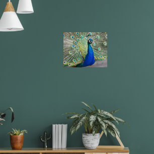 Poster Plumage bleu Peacock Photographie