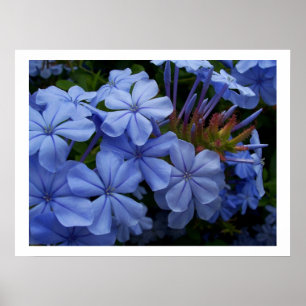 Poster Plumbago