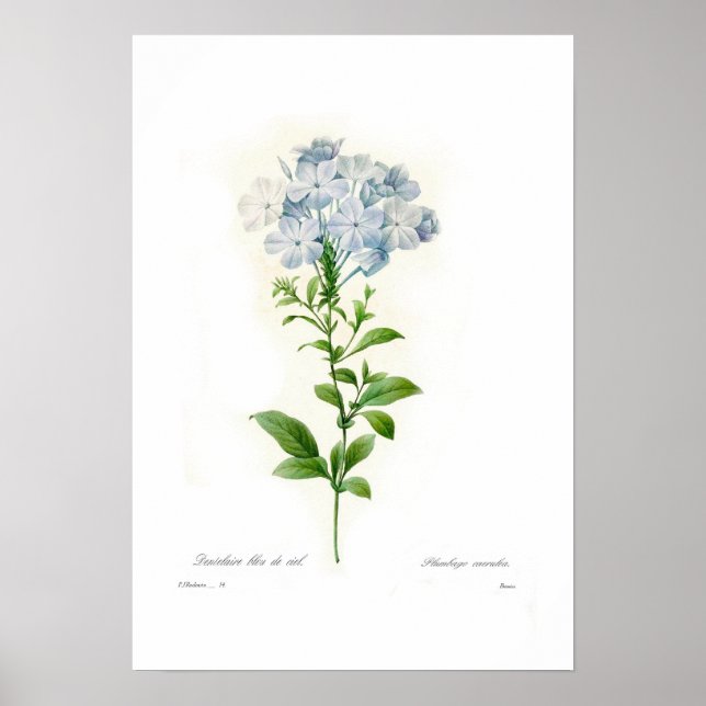Poster Plumbago caerulea (Devant)