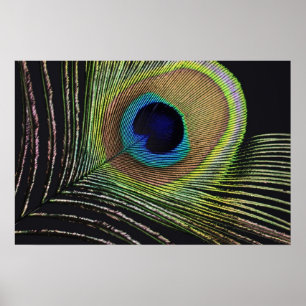 Poster Plume de paon