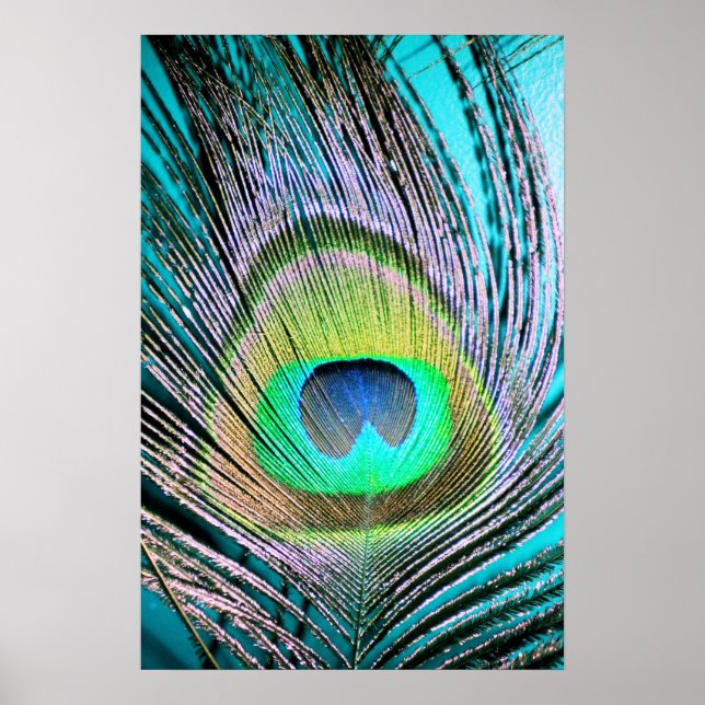Poster Plume de paon sur Turquoise (Devant)