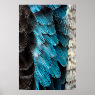 Poster Plume noire et bleue