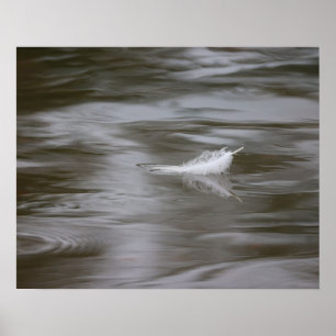 Poster plume sur l'eau