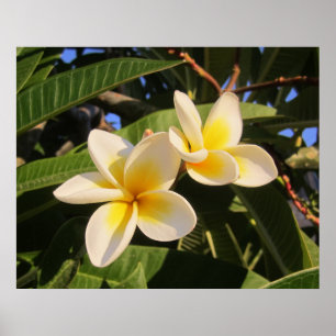 Poster Plumeria