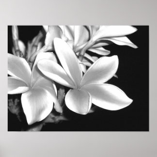 Poster Plumeria