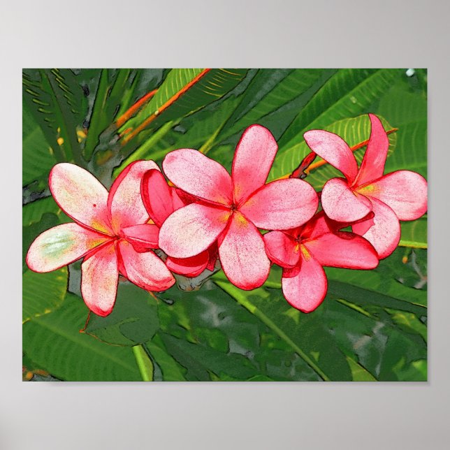 Poster Plumeria (Devant)