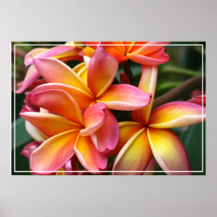 Poster-Plumeria-Blume Poster