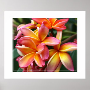 Poster-Plumeria-Blume Poster