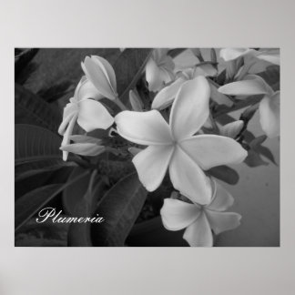 Poster plumeria - Customisée
