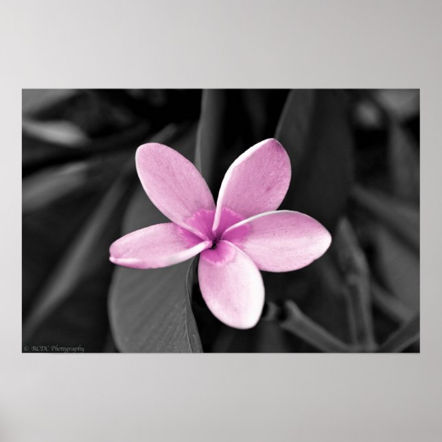 Poster Plumeria en fleurs (Devant)