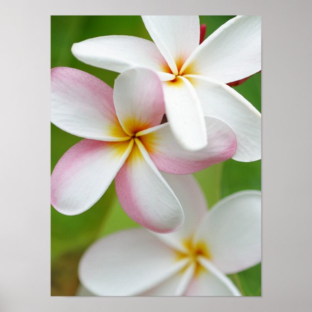 Poster Plumeria Frangipani Hawaii Flower Customized Blank (Devant)