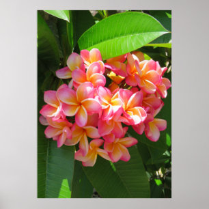 Poster Plumeria hawaïen