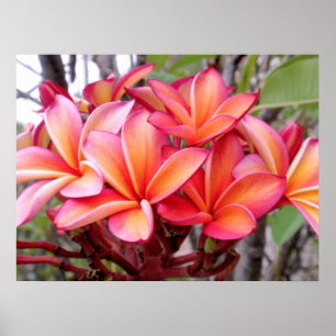 Poster Plumeria hawaïen