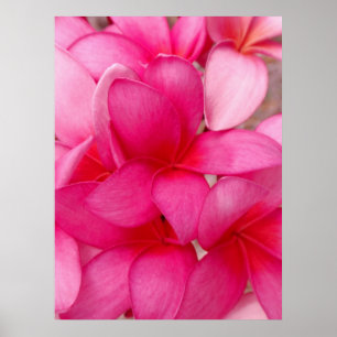 Poster Plumeria hawaïen