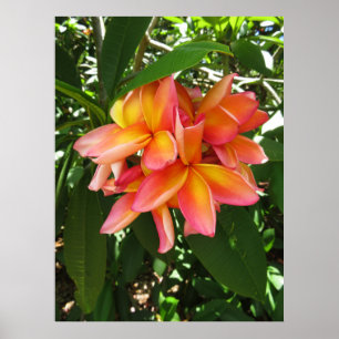 Poster Plumeria hawaïen