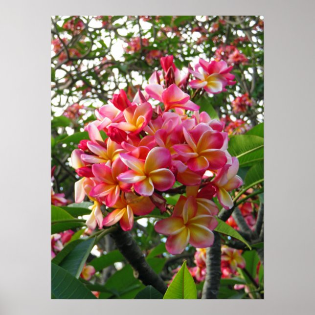 Poster Plumeria hawaïenne (Devant)