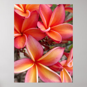 Poster Plumeria hawaïenne