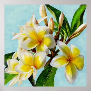 Poster plumeria jaune