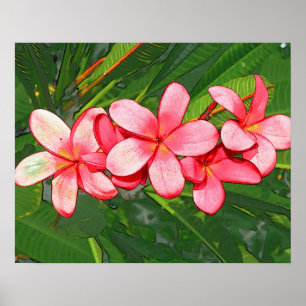 Poster Plumerias