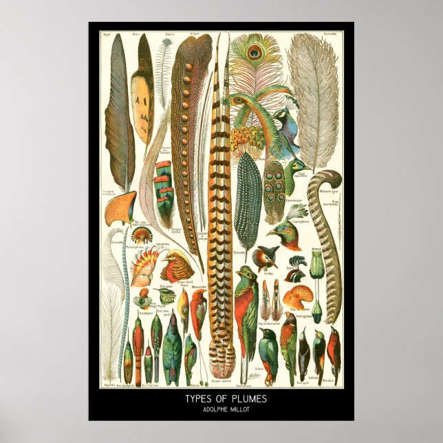 Poster Plumes (Devant)