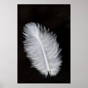 Poster Plumes
