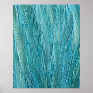 Poster Plumes bleues