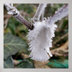 Poster plumes congelées