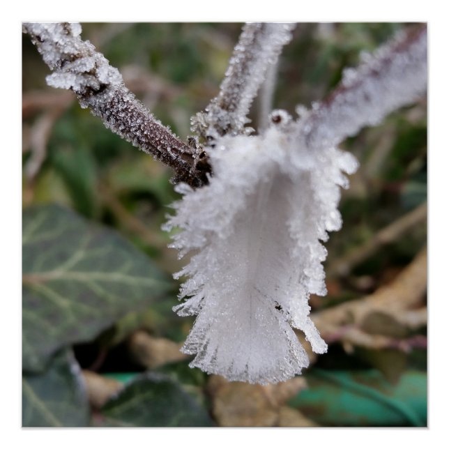 Poster plumes congelées (Devant)