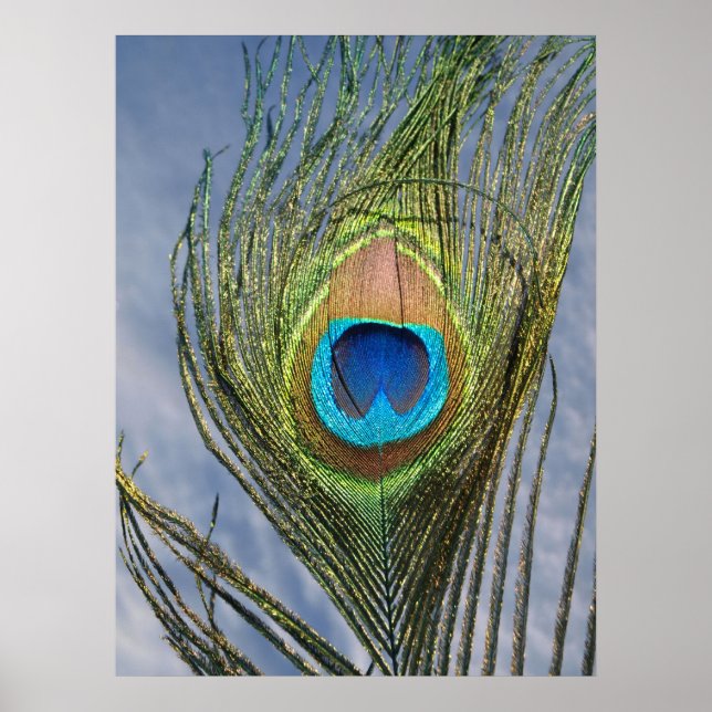 Poster Plumes de paon ensoleillées (Devant)