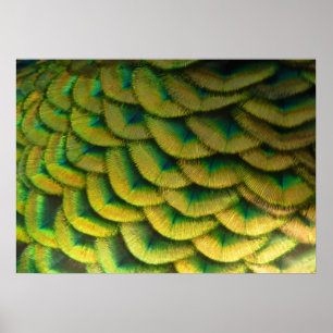 Poster Plumes de paon II Nature colorée