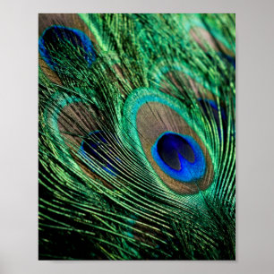 Poster Plumes de paon Lucky