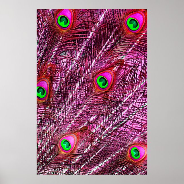 Poster Plumes de paon rouge plumage de couleur (Devant)