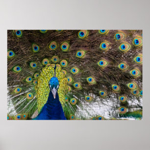 Poster Plumes de paon vibrantes