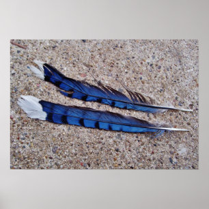 Poster Plumes d'oiseau Blue Jay