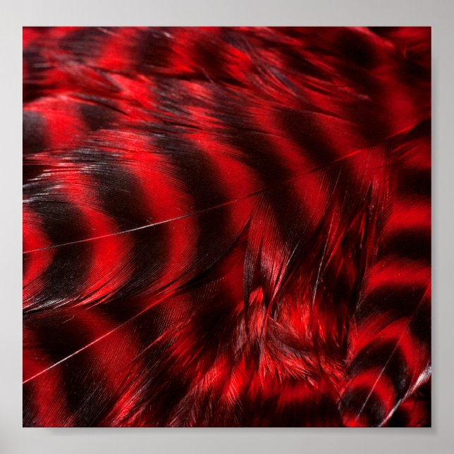 Poster Plumes rouges (Devant)