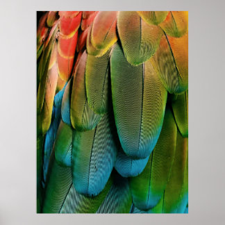 Poster Plumes vertes et bleues