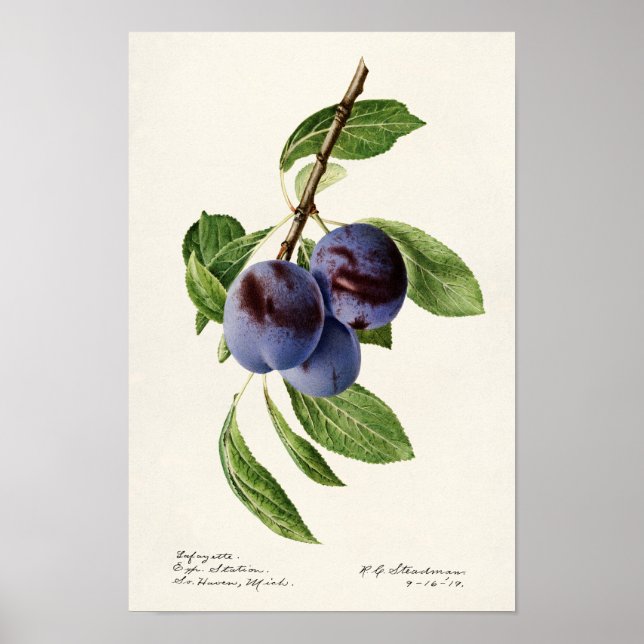 Poster Plums bleus (Prunus Domestica) Peinture aux fruits (Devant)
