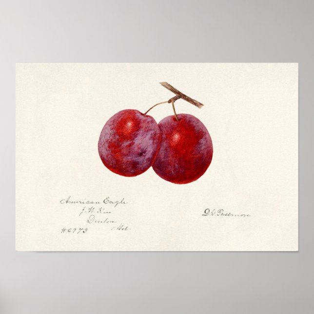 Poster Plums (Prunus Domestica) Peinture à l'aquarelle au (Devant)