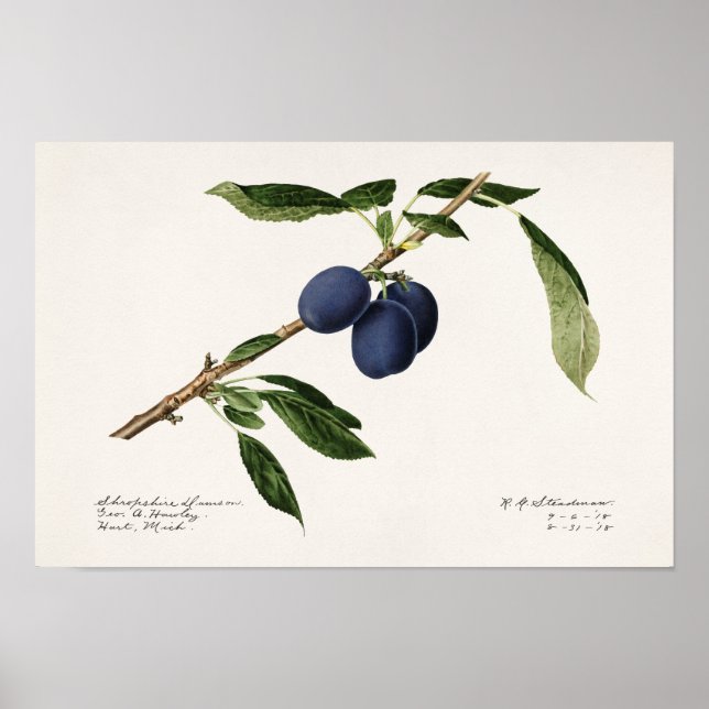 Poster Plums (Prunus Domestica) Peinture à l'aquarelle au (Devant)