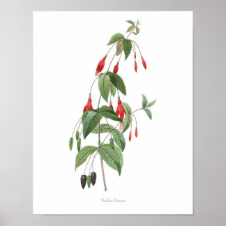 Poster PLUS HAUTE QUALITÉ Imprimerie botanique de Fuchsia