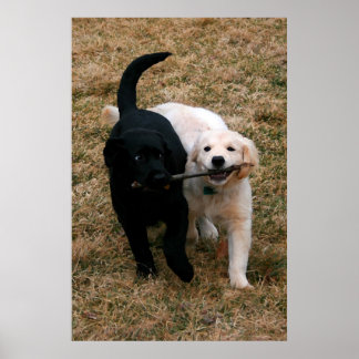Poster Pochette de chiots noirs et blancs