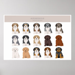 Poster Pochette de couleurs de chiot d'Aussiedoodle
