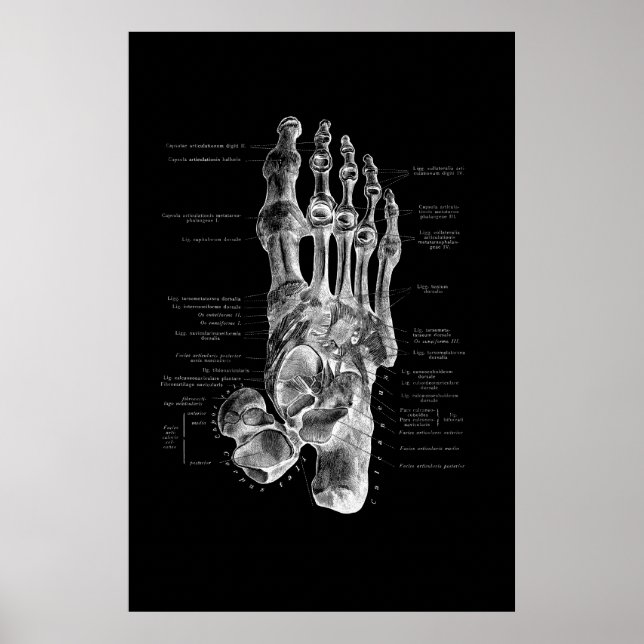 Poster Podiatriste d'anatomie de pied Décor Médicale (Devant)