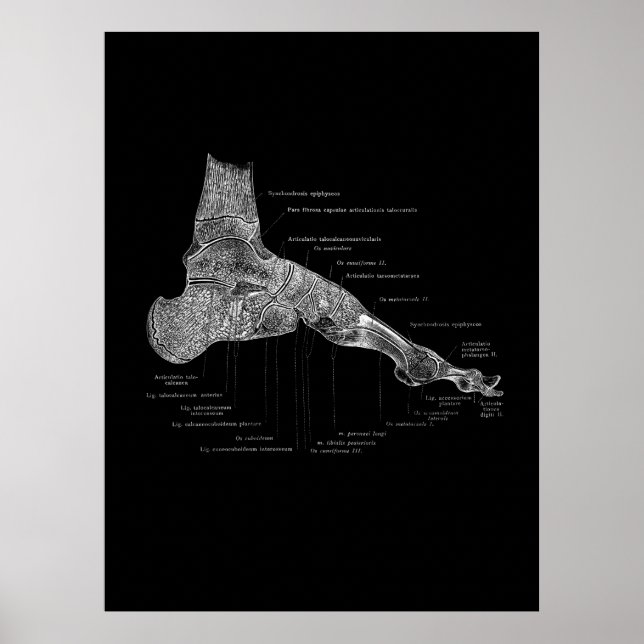 Poster Podiatriste de pied Anatomie cadeau Décor Médicale (Devant)