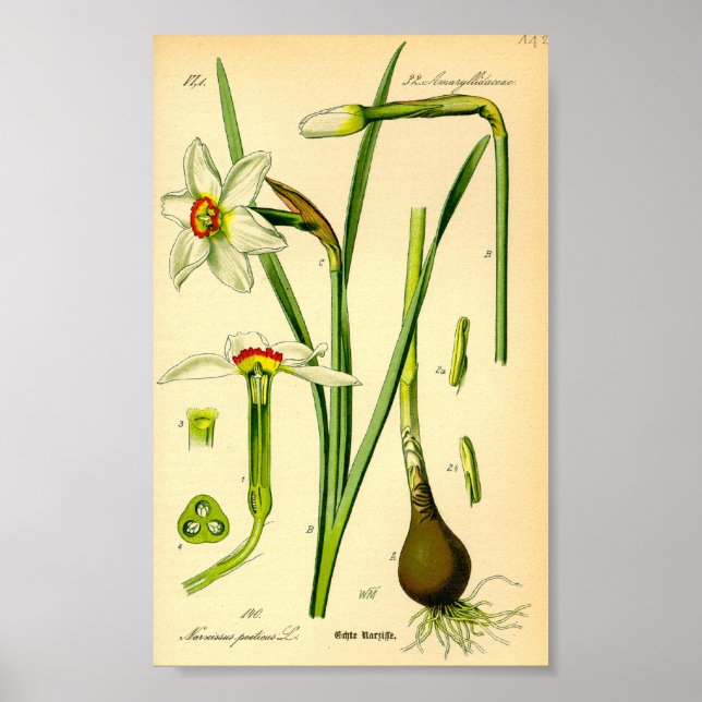 Poster Poète's Daffodil (Narcissus poeticus) Imprimer (Devant)
