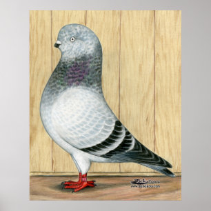 Poster Poignée bleue Pigeon Pigeon