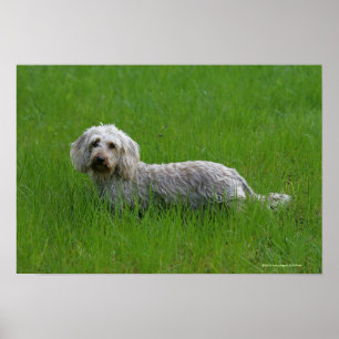 Poster Poil à fil standard Dachshund en herbe