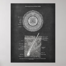 Poil Follicule Anatomie Art